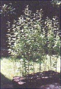 Pussy Willows in cultivation