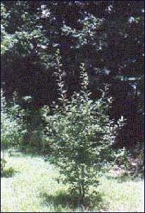 Salix caprea - European Pussy Willow