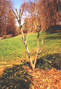Willows (pruned)